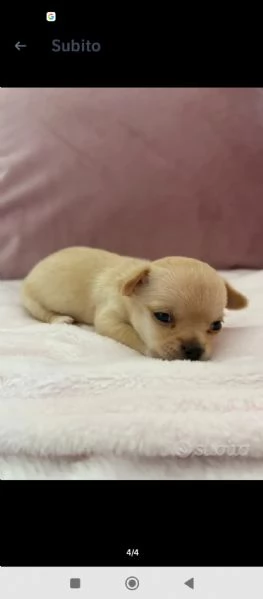 Cuccioli di chihuahua  | Foto 3