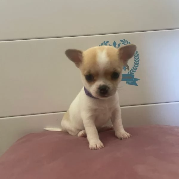 Cuccioli di chihuahua  | Foto 2