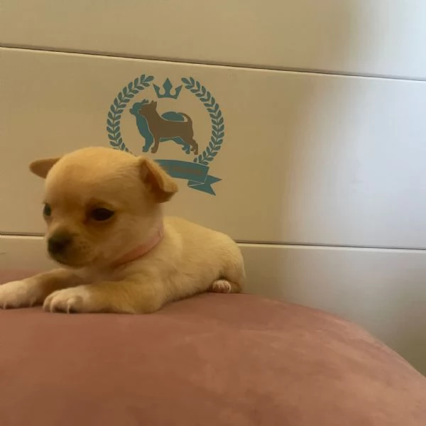 Cuccioli di chihuahua  | Foto 1