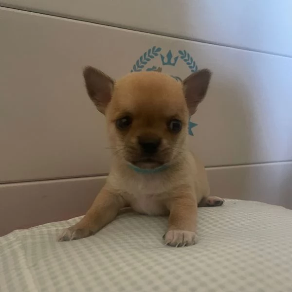 Cuccioli di chihuahua  | Foto 0