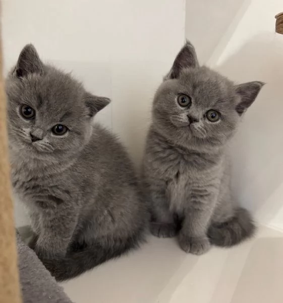 Cuccioli di british shorthair 