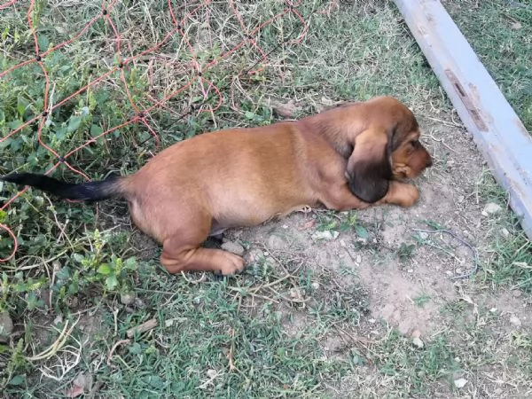 Alpenlaendische Dachsbracke | Foto 1