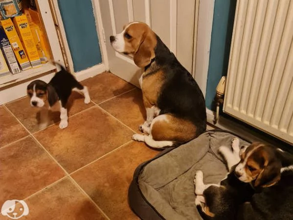 Cuccioli di Beagle | Foto 1