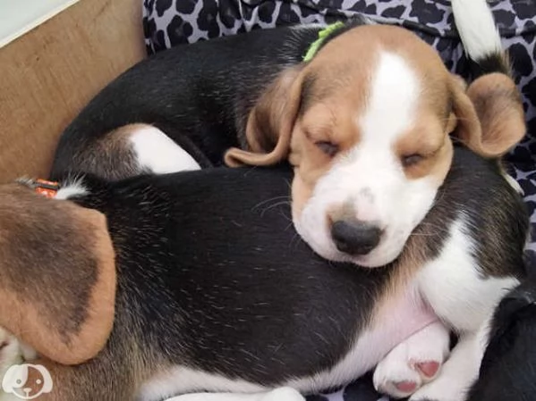 Cuccioli di Beagle | Foto 0