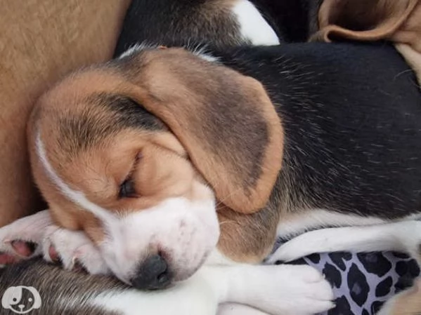 Cuccioli di Beagle | Foto 0