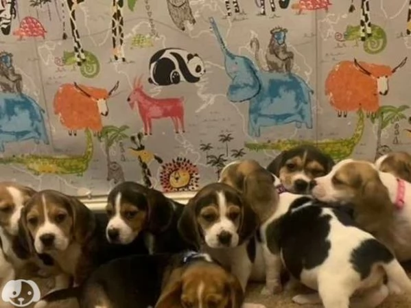 Cuccioli di Beagle | Foto 1