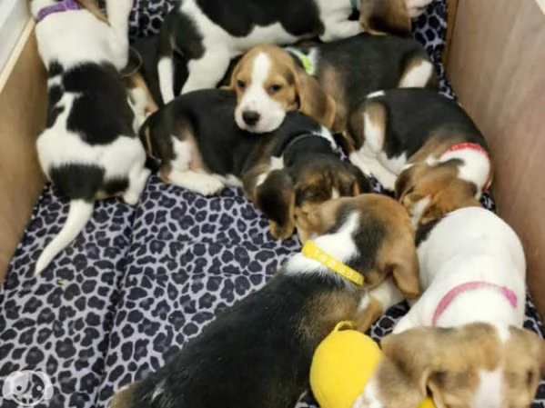 Cuccioli di Beagle