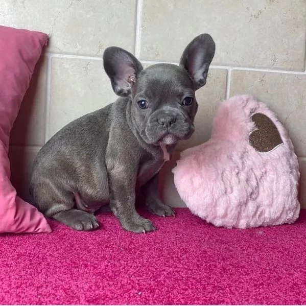  Bulldog Francese (cuccioli maschio e femmina) | Foto 0