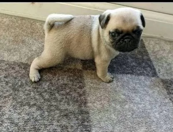  Carlino (Pug) (cuccioli maschio e femmina) | Foto 0