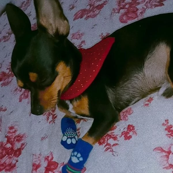 Pinscher Mini (cuccioli maschio e femmina) | Foto 1