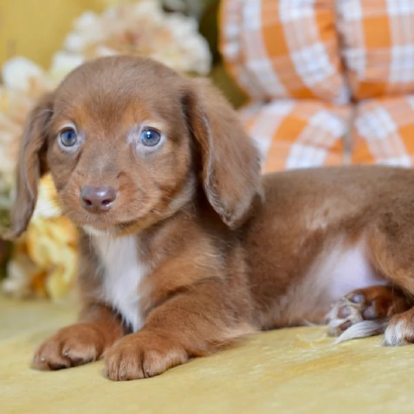 Bassotto nana (cuccioli maschio e femmina) | Foto 1