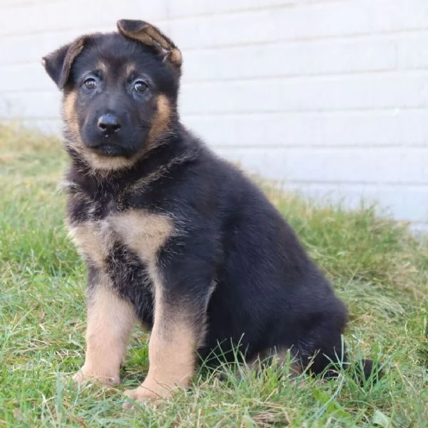 Pastore tedesco (cuccioli maschio e femmina)