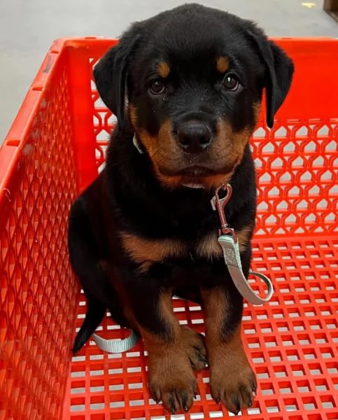 Rottweiler (cuccioli maschio e femmina) | Foto 1
