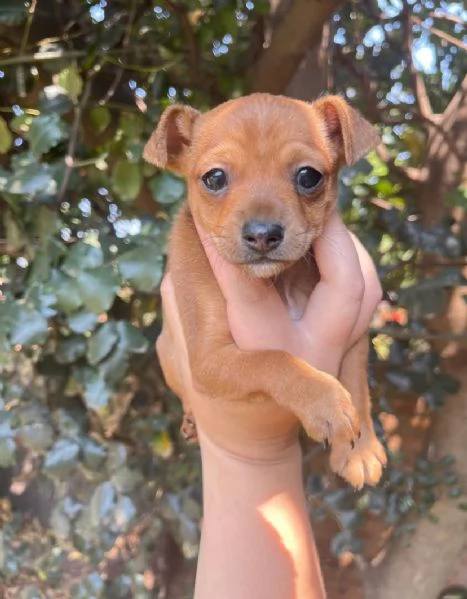 Pinscher Mini (cuccioli maschio e femmina)