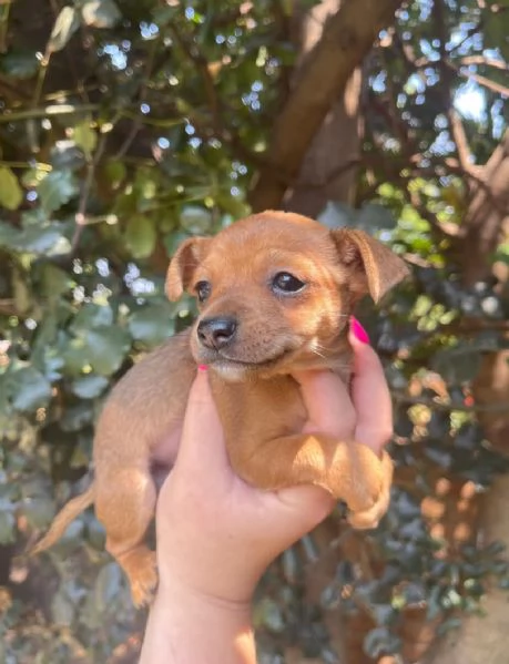 Pinscher Mini (cuccioli maschio e femmina) | Foto 2