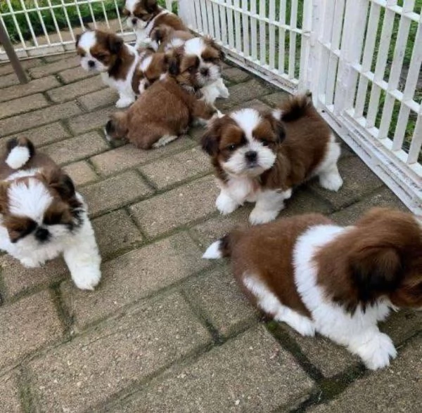 Shih Tzu Mini Toy (cuccioli maschio e femmina) | Foto 1