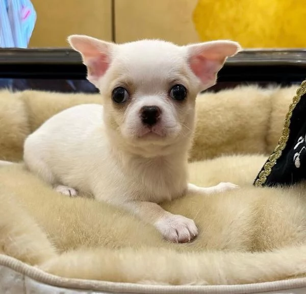 . Chihuahua Toy (cuccioli maschio e femmina)