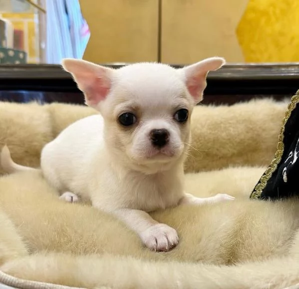 . Chihuahua Toy (cuccioli maschio e femmina) | Foto 0
