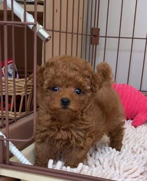 Barboncino Toy (cuccioli maschio e femmina) | Foto 0