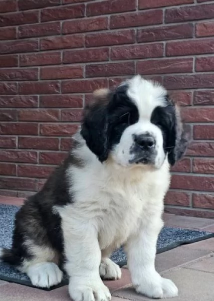 San Bernardo (cuccioli maschio e femmina)