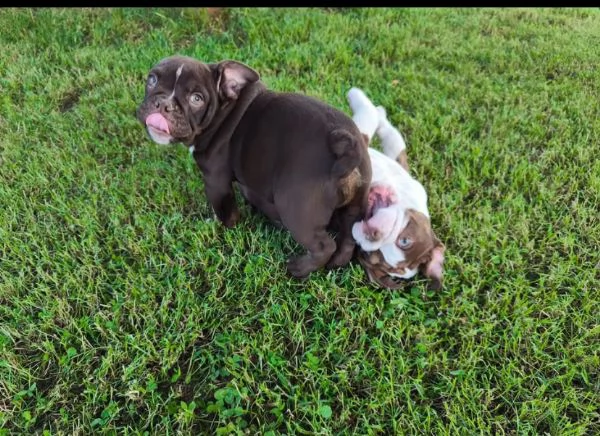 Bulldog Inglese (cuccioli maschio e femmina) | Foto 1