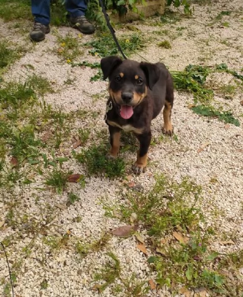 Rottweiler (cuccioli maschio e femmina) | Foto 1