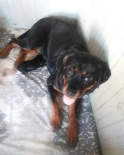 Rottweiler (cuccioli maschio e femmina) | Foto 0