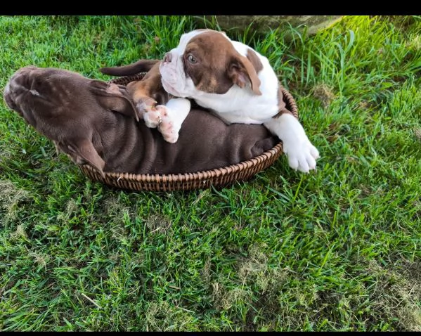 Bulldog Inglese (cuccioli maschio e femmina) | Foto 1