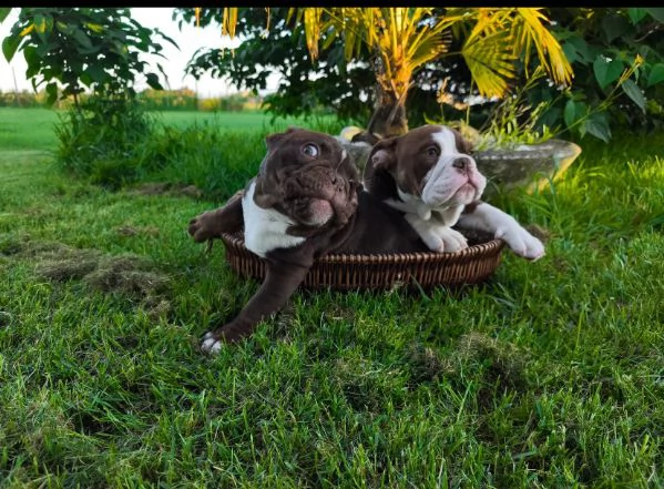 Bulldog Inglese (cuccioli maschio e femmina) | Foto 0