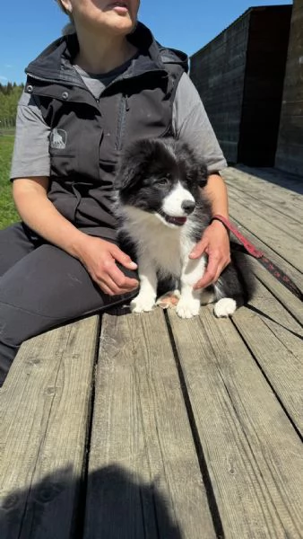 Border Collie in adozione – Energia, intelligenza e tanto affetto | Foto 0