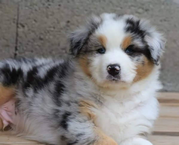 Border Collie in adozione – Energia, intelligenza e tanto affetto!! | Foto 0