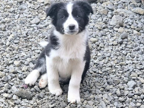 Regalo responsabilmente cuccioli Border Collie!! | Foto 0