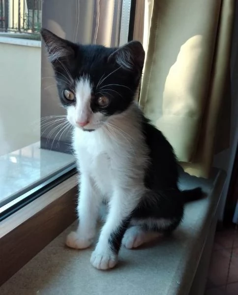 dolcissimi gattini in regalo