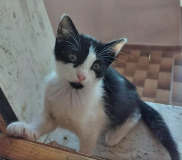 dolcissimi gattini in regalo | Foto 1