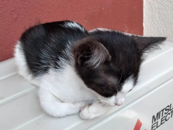 dolcissimi gattini in regalo | Foto 0