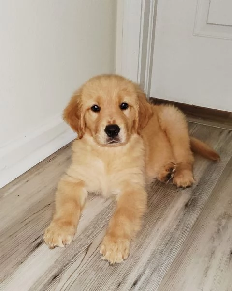 Cuccioli di Golden Retriever - Maschio e Femmina | Foto 1