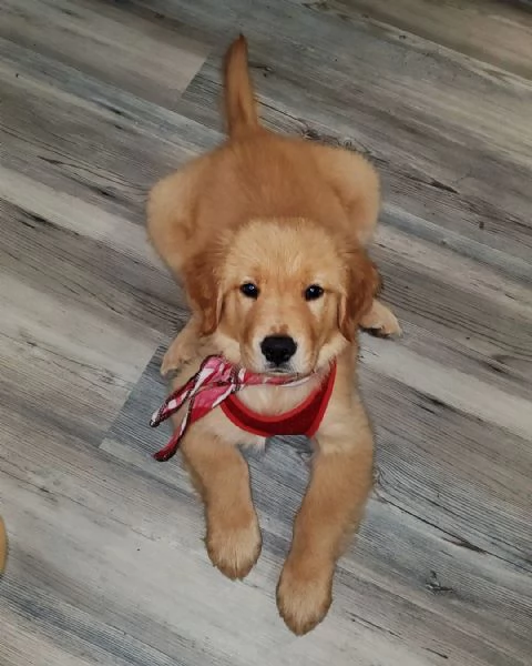 Cuccioli di Golden Retriever - Maschio e Femmina