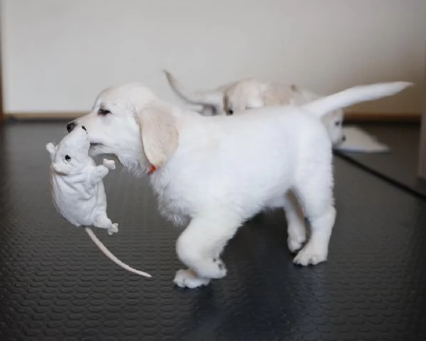 Cuccioli di Golden Retriever Disponibili 