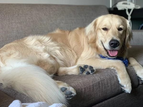 Cuccioli di Golden Retriever Disponibili  | Foto 1