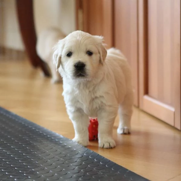 Cuccioli di Golden Retriever Disponibili  | Foto 0