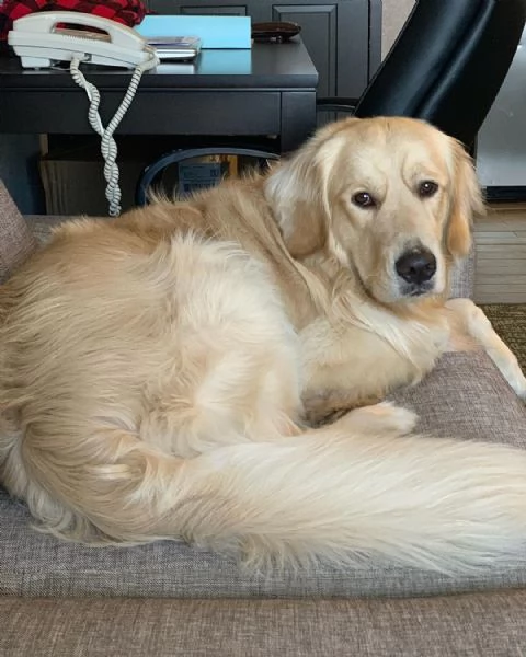 Cuccioli di Golden Retriever ben addestrati | Foto 2