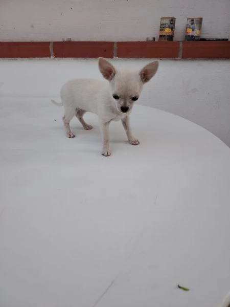 Chihuahua 