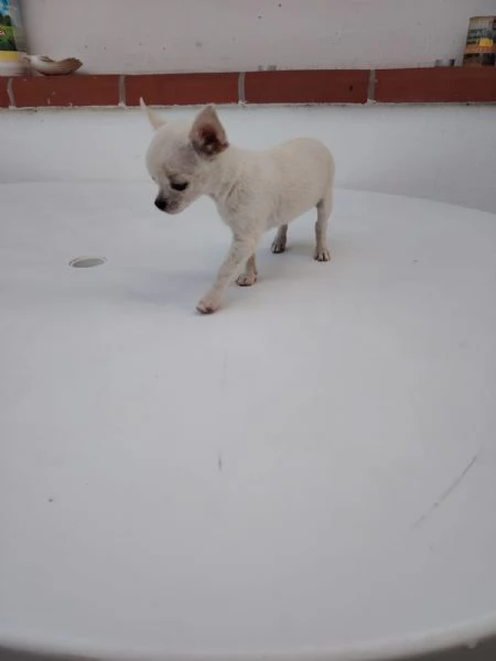 Chihuahua  | Foto 0