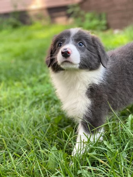 Cuccioli Border Collie – Pronti a conquistarti con il loro sguardo | Foto 0