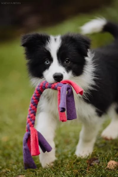 Regalo responsabilmente cuccioli Border Collie!!!