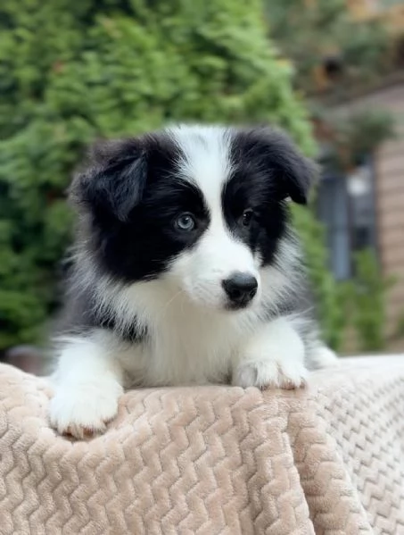 Regalo responsabilmente cuccioli Border Collie!!! | Foto 0