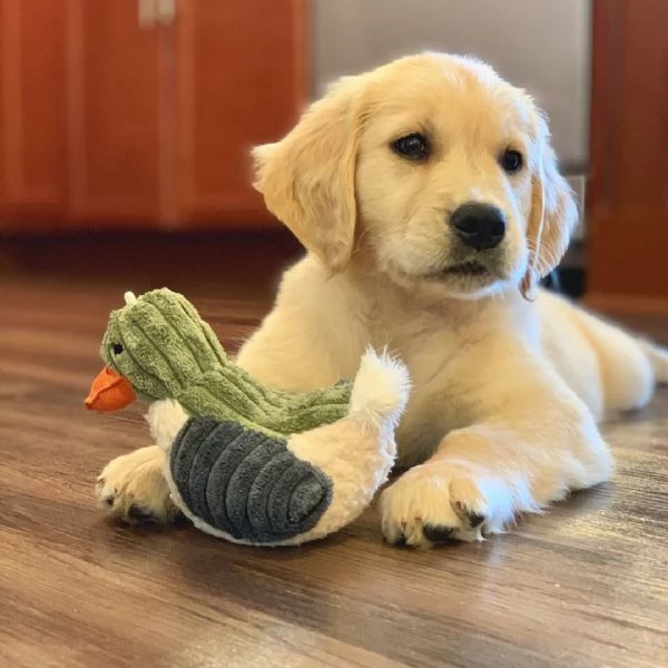 Cuccioli di Golden Retriever Disponibili  | Foto 1