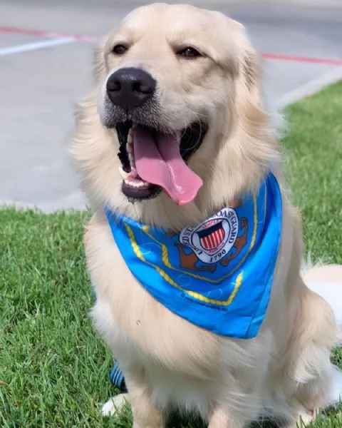 Cuccioli di Golden Retriever Disponibili  | Foto 0