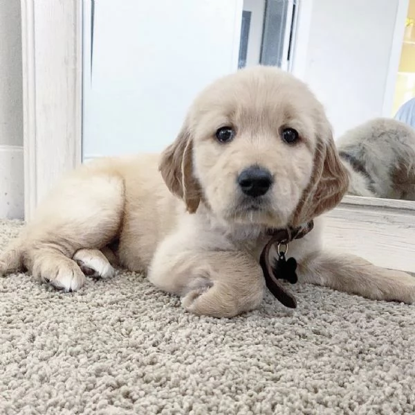 Bellissimi cuccioli di Golden Retriever | Foto 1