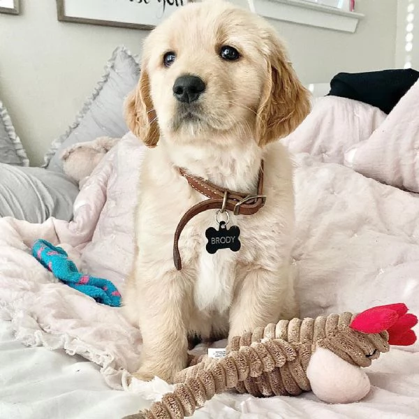 Bellissimi cuccioli di Golden Retriever | Foto 0